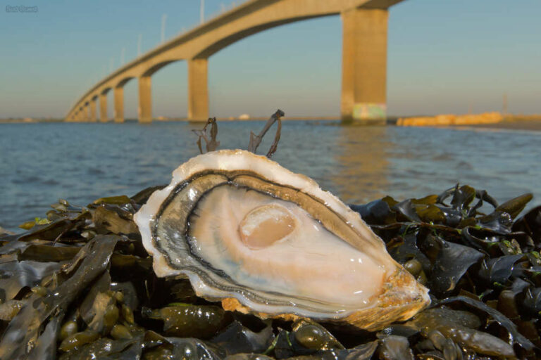 Où trouver les meilleures huîtres ?