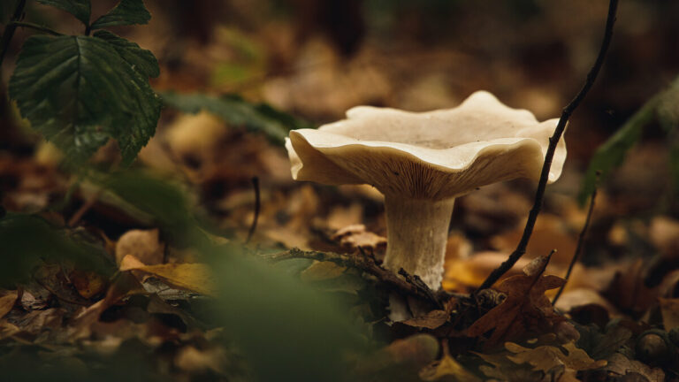 Où y A-t-il des champignons en ce moment ?