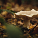 Où y A-t-il des champignons en ce moment ?