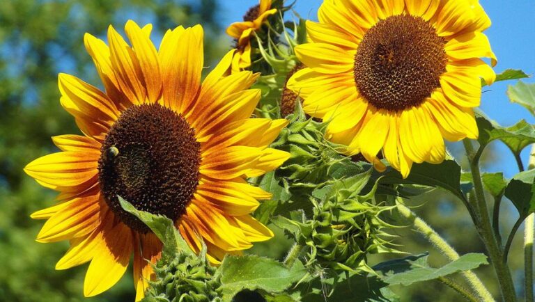 Pénurie d’huile de tournesol : quelques astuces pour la remplacer dans les recettes