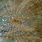 Pourquoi Dit-on araignée du matin chagrin ?