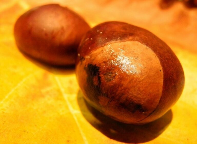 Pourquoi Dit-on marron pour châtaigne ?