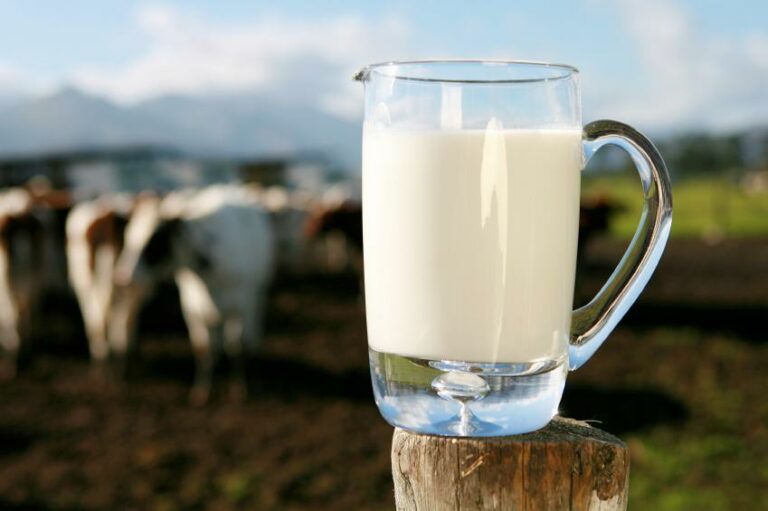 Pourquoi Dit-on que le lait est mauvais pour la santé ?