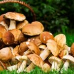Pourquoi aller aux champignons le matin ?