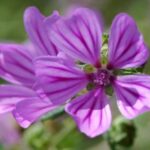 Pourquoi certaines fleurs ne s'ouvrent que la nuit ?