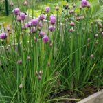 Pourquoi couper les fleurs de ciboulette ?