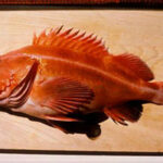 Pourquoi dorade sébaste ?