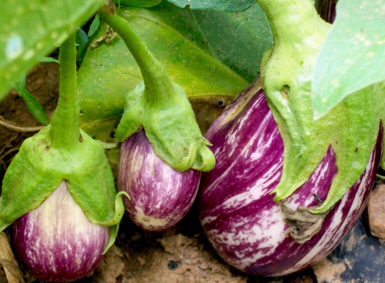 Pourquoi egg plant ?