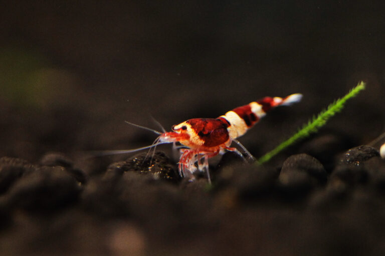 Pourquoi enlever fil noir crevette ? Pourquoi enlever fil noir crevette ?