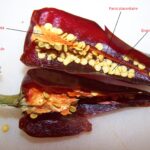 Pourquoi enlever les graines de piment ?