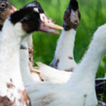 Pourquoi gaver les canards ?