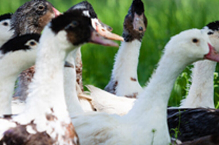 Pourquoi gaver les canards ? Pourquoi gaver les canards ?