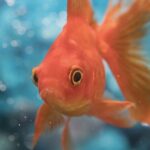 Pourquoi il faut vider un poisson ?