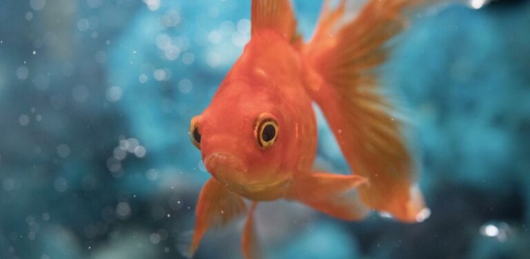 Pourquoi il faut vider un poisson ?