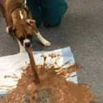 Pourquoi il ne faut pas donner de chocolat aux enfants ?