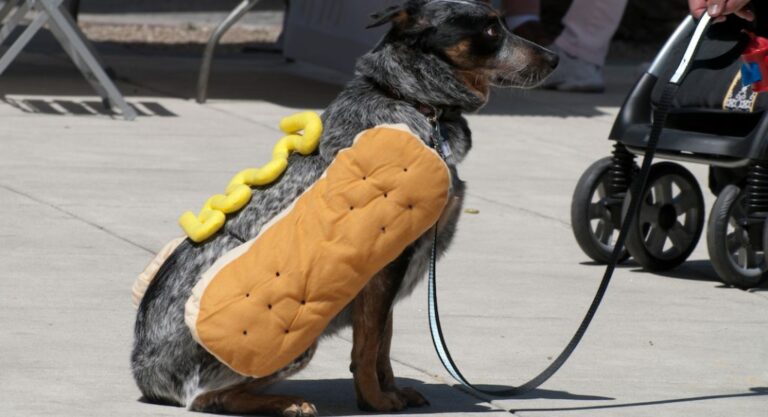 Pourquoi s’appelle-t-il French Roast? Pourquoi il s'appelle Ratatouille ?