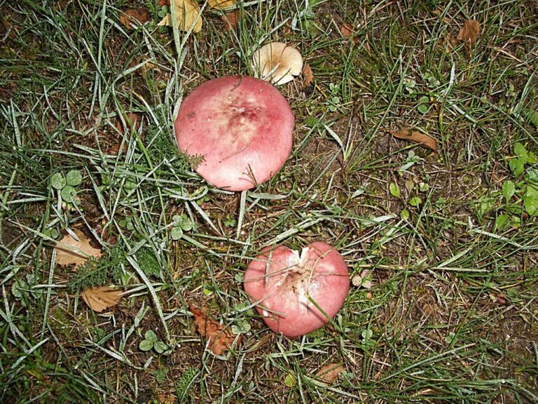 Pourquoi il y a des vers dans les cèpes ? Pourquoi il y a des vers dans les cèpes ?
