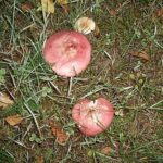 Pourquoi il y a des vers dans les cèpes ?