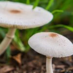 Pourquoi il y a des vers dans les champignons ?