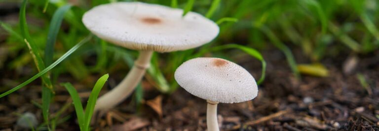Pourquoi il y a des vers dans les champignons ? Pourquoi il y a des vers dans les champignons ?