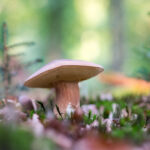 Pourquoi je ne digère pas les champignons ?