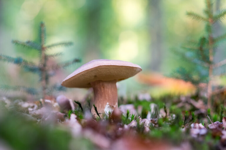 Pourquoi je ne digère pas les champignons ?