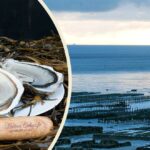 Pourquoi je suis malade avec les huîtres ?