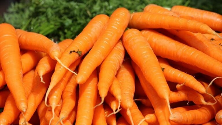 Pourquoi la carotte est un fruit ? Pourquoi la carotte est un fruit ?