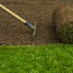 Pourquoi la ciboulette devient jaune ?