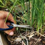 Pourquoi la ciboulette ne pousse pas ?