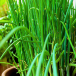 Pourquoi la ciboulette rouille ?