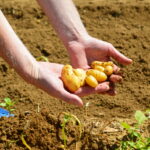Pourquoi la pomme de terre n'est pas bonne pour la santé ?