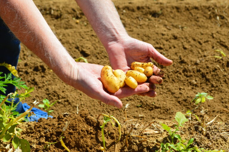 Pourquoi la pomme de terre n’est pas bonne pour la santé ? Pourquoi la pomme de terre n'est pas bonne pour la santé ?