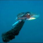 Pourquoi la seiche crache de l'encre ?