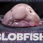 Pourquoi le blobfish Est-il moche ?