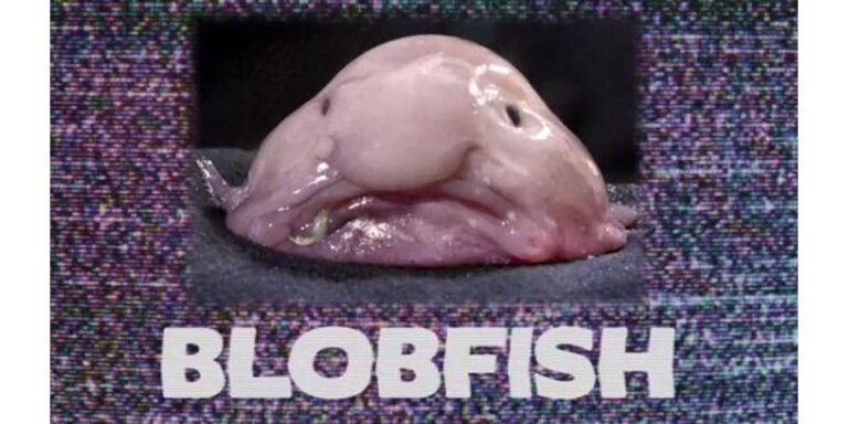 Pourquoi le blobfish Est-il moche ? Pourquoi le blobfish Est-il moche ?