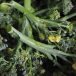 Pourquoi le brocoli monte en fleur ?