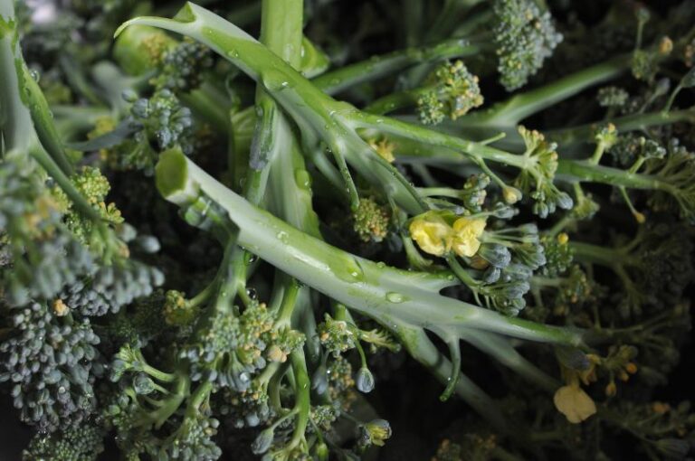 Pourquoi le brocoli monte en fleur ? Pourquoi le brocoli monte en fleur ?