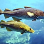 Pourquoi le cabillaud s'appelle morue ?