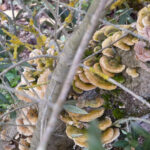 Pourquoi le champignon est un être vivant ?