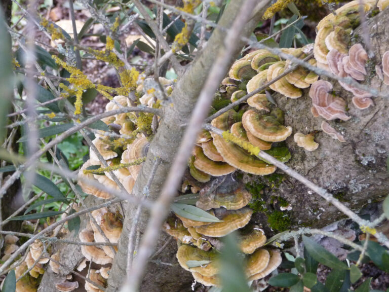 Pourquoi le champignon est un être vivant ?