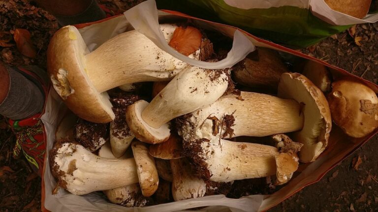 Pourquoi le champignon n’est pas un légume ? Pourquoi le champignon n'est pas un légume ?