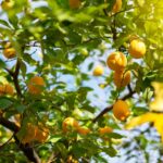 Pourquoi le citronnier ne fait pas de citron ?