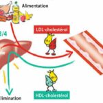 Pourquoi le corps fabrique du cholestérol ?