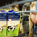 Pourquoi le lait de vache Est-il mauvais pour les articulations ?