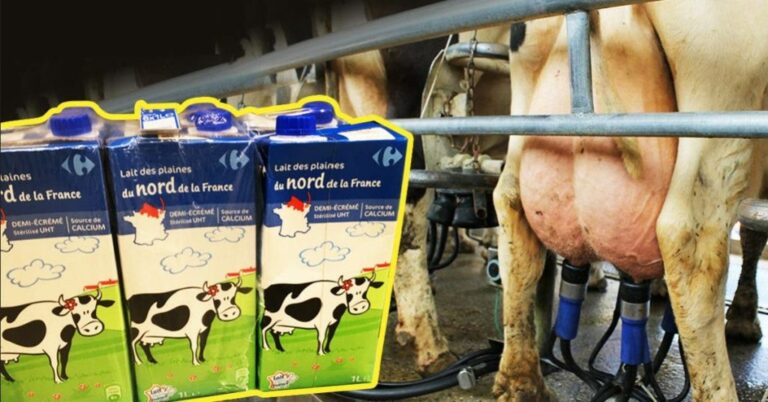 Pourquoi le lait de vache Est-il mauvais pour les articulations ?