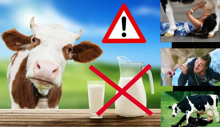 Pourquoi le lait de vache est mauvais pour les adultes ?