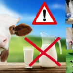 Pourquoi le lait de vache est mauvais pour les adultes ?