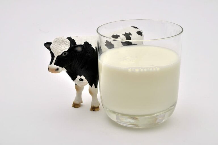 Pourquoi le lait de vache n’est pas bon pour la santé ? Pourquoi le lait de vache n'est pas bon pour la santé ?