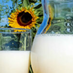 Pourquoi le lait est nocif ?